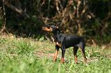 PINSCHER NAIN 171
